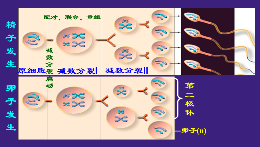 减数分裂产生精子或卵子